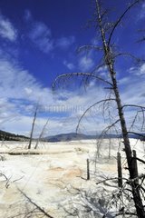 Stalactites in Yellowstone NP USA