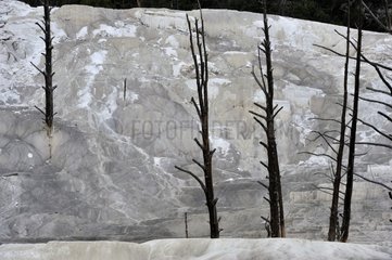 Calcareous concretions and dead trees in Yellowstone NP