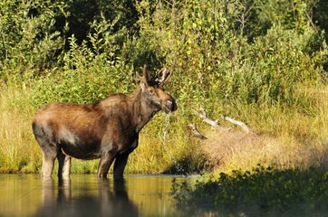 Elk in the water in Yellowstone NP USA
