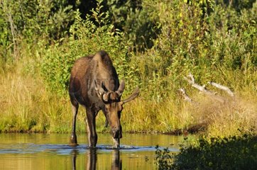 Eurasian Elk drinking in the water in Yellowstone NP USA