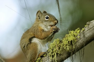 Eastern Gray Squirrel on a branch Yellowstone NP USA