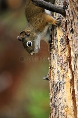 Eastern Gray Squirrel in the Yellowstone NP USA