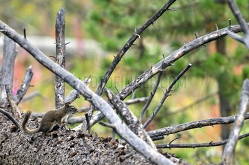 Eastern Gray Squirrel in the Yellowstone NP USA