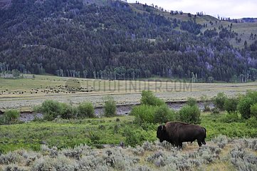 Solitary bison in Hayden Valley of Yellowstone NP
