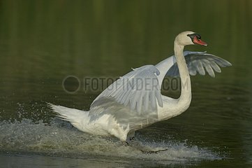 Mute Swan landing on water France