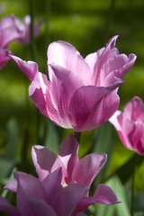 Tulipe fleur de lis 'China pink'