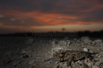 Texas Horned Lizard at sunset South Texas USA