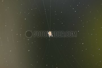 Spider on its web and dewdrops South Texas USA