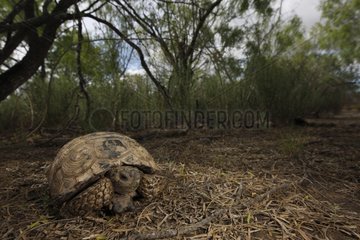 Berlandier's Tortoise South Texas USA