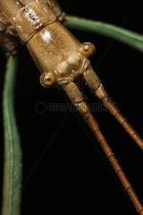 Portrait of Stick Insect South Texas USA