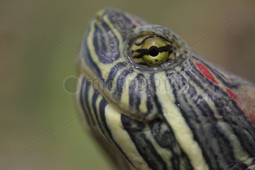 Portrait of Red-eared Slider South Texas USA