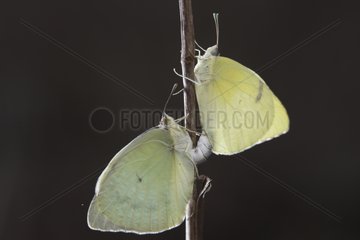 Lyside sulfur butterfly mating South Texas USA