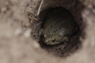 Great plains narrowmouth toad in a tarantula burrow Texas