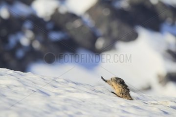 Marmot and young at the exit of the burrow in the snow Alps