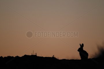 Desert cottontail in the desert at dawn south Texas USA