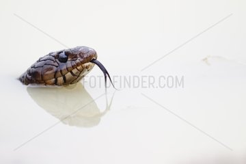 Portrait of Texas Indigo Snake in the water south Texas USA