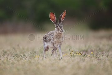 Black-tailed Jackrabbit standing in grass South Texas USA
