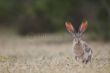 Black-tailed Jackrabbit standing in grass South Texas USA