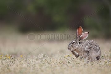 Black-tailed Jackrabbit scratching in grass South Texas USA