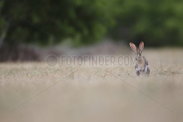 Black-tailed Jackrabbit sitting in grass South Texas USA