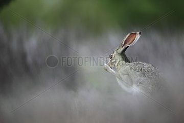Black-tailed Jackrabbit in tall grass South Texas USA