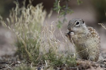 Mexican ground squirrel eating in desert South Texas USA