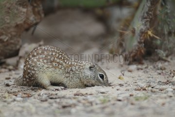 Mexican ground squirrel digging in the desert South Texas