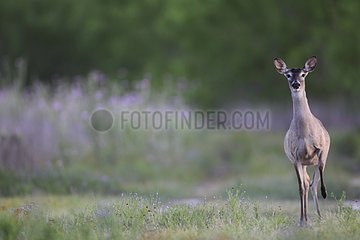 White-tailed deer walking in desert South Texas USA