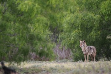 Male coyote standing in a clearing south Texas USA