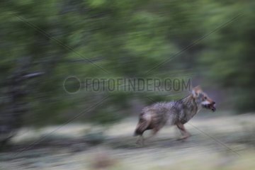 Male coyote running with prey South Texas USA