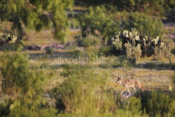Coyote walking in the desert in spring South Texas USA