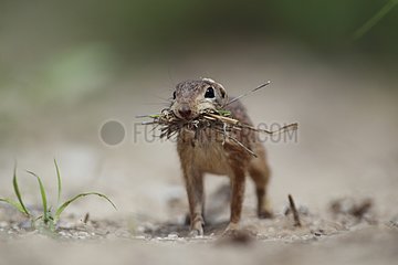 Spotted ground squirrel with grass South Texas USA