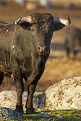 Portrait of a fighting bull Extremadura Spain