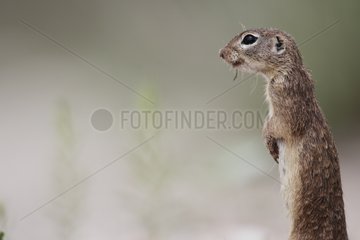 Spotted ground squirrel standing alarm South Texas USA