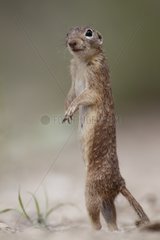 Spotted ground squirrel standing alarm South Texas USA