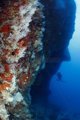 Diver and Black Coral reef Maldives