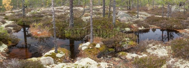 Pond on rock slab forest Skuleskogen Sweden