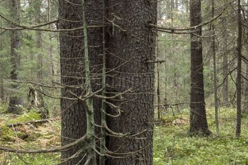 Nested trunks undergrowth Skuleskogen Sweden