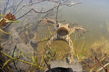 Common toad male in a pool Prairie du Fouzon France