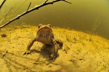 Common toad male in a pool Prairie du Fouzon France