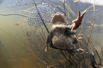 Common toads mating in a pool Prairie du Fouzon France