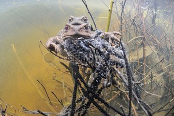 Common toads mating in a pool Prairie du Fouzon France