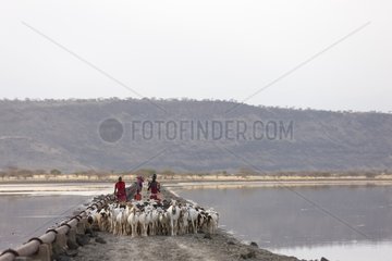 Masai herd Lake Magadi Kenya