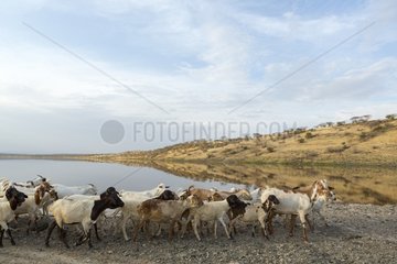 Masai herd Lake Magadi Kenya