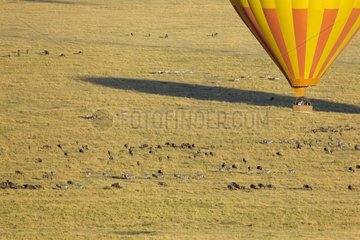 Balloon flight over zebras and wildebeests herds Masai Mara