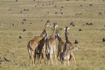Masai giraffes and youth in the savannah Masai Mara Kenya