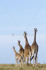 Masai giraffe male following female Masai Mara Kenya