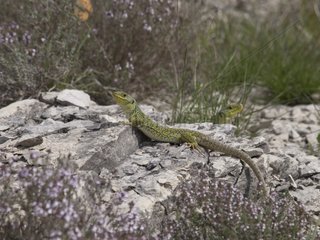 Couple of ocellated lizards in scrublands
