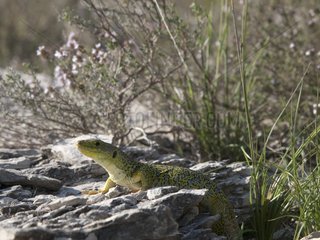 Couple of ocellated lizard in scrublands