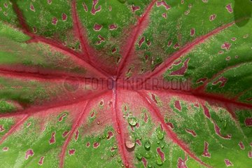 Detail of a leaf Dominica